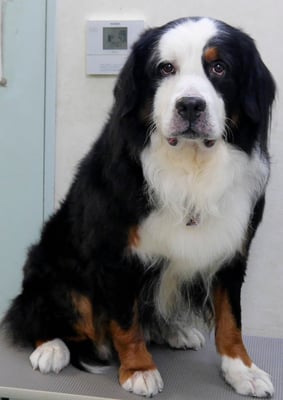 重野エドちゃん