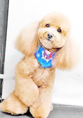 佐多ぶいちゃん