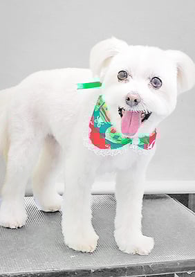 中山マルちゃん