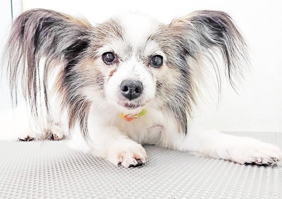 松元ミニーちゃん