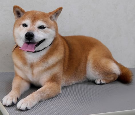 藤井リンちゃん