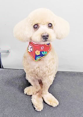 北チャ子ちゃん