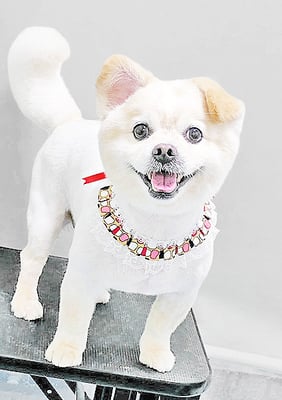 中園モカちゃん