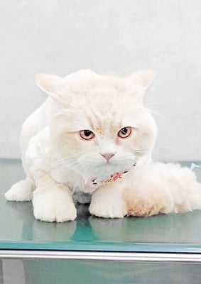 内村ハルちゃん