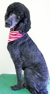 瀬戸山ココアちゃん