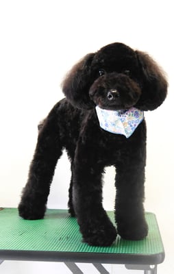 本坊ダノちゃん