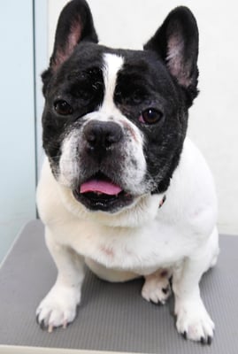 池田ゲンタちゃん