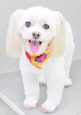 大脇ココアちゃん