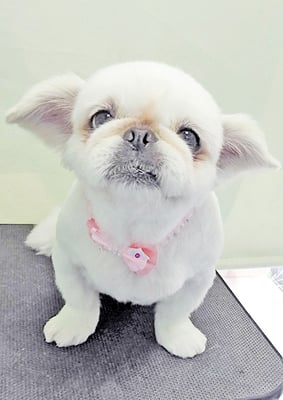 本多かずはちゃん