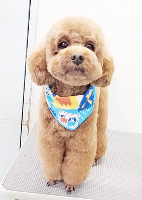 濱田クーパーちゃん