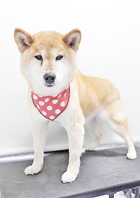 瀧川カルちゃん