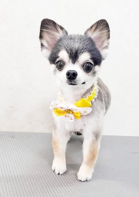 鮫島ララちゃん