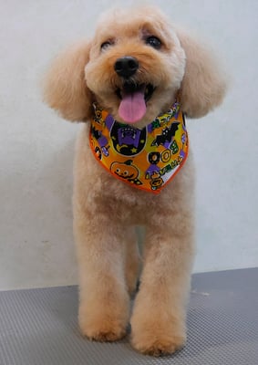 清藤チョコちゃん