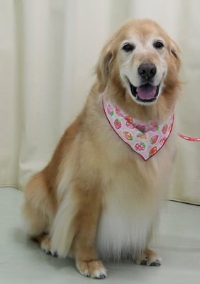 園田ファミレちゃん