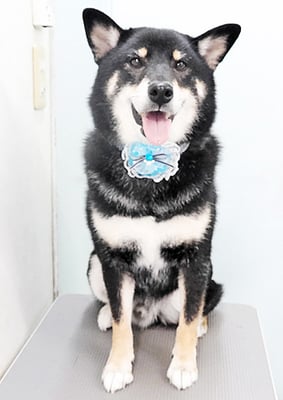 貴島ボタンちゃん