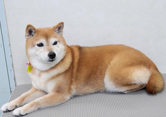 藤井リンちゃん