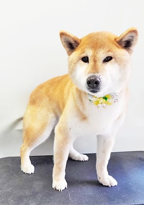 瀧川カルちゃん