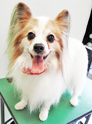 吉田パピちゃん