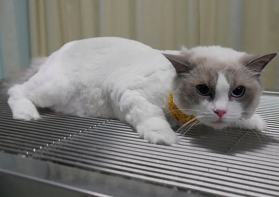 二反田ラテちゃん