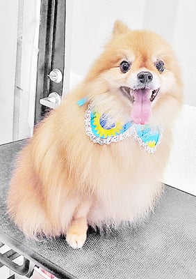 大井ポンタちゃん