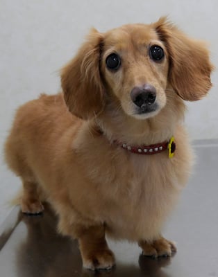 津曲パンちゃん