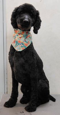 瀬戸山ココアちゃん