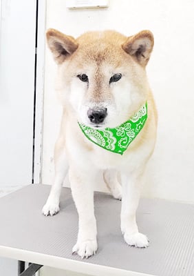 瀧川カルちゃん