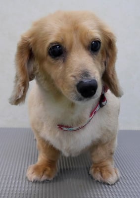 西山アニーちゃん