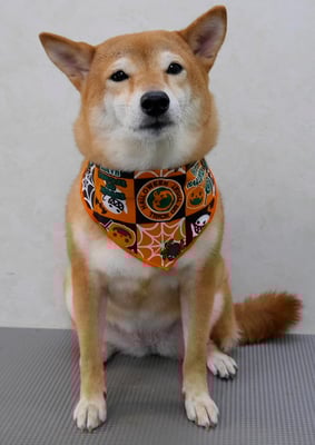 有馬コナツちゃん