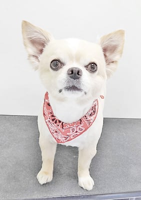 林レオンちゃん