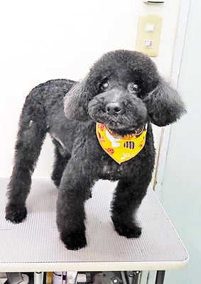 上村エイトちゃん