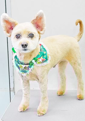 冨山サスケちゃん