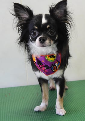 平山モコちゃん