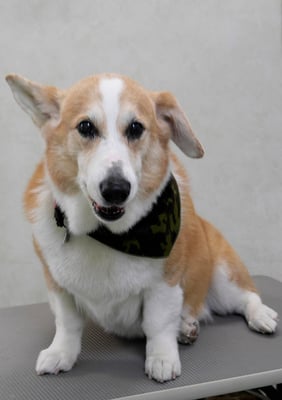 西方レオちゃん