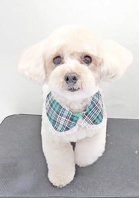 六田シンちゃん