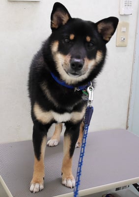 貴島ボタンちゃん