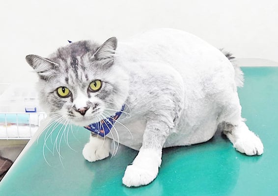 前原りくちゃん