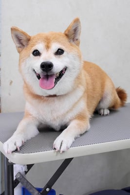 小田ハルちゃん