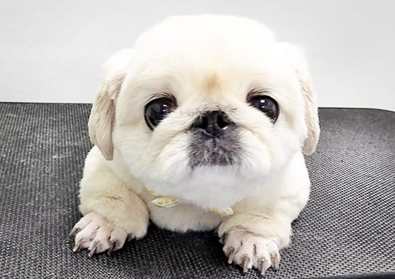 平田タイヤンちゃん