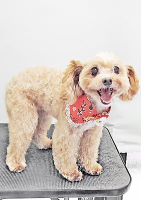 清正メイちゃん