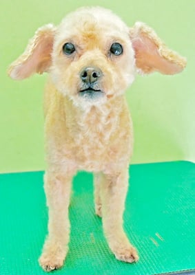 川原モップちゃん