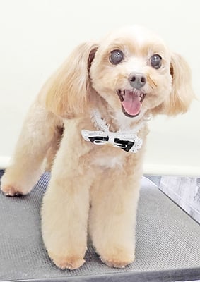 清正メイちゃん