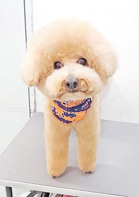 町田ジュニアちゃん