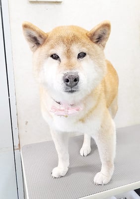 瀧川カルちゃん