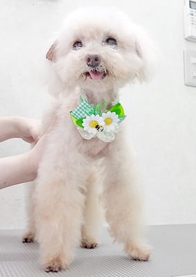 田淵コマロちゃん