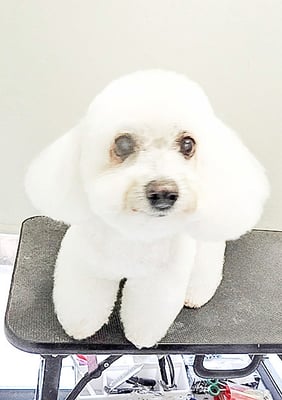 吉本ラピスちゃん