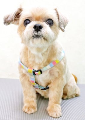 堂園マットちゃん