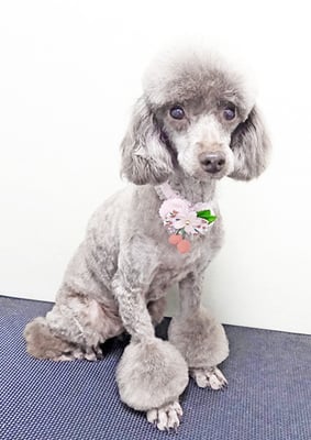 渡辺モップちゃん