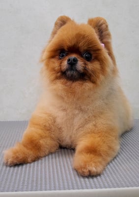 福留テンちゃん