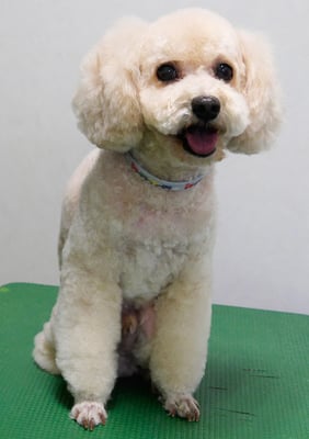 吉永ココちゃん